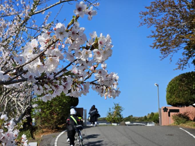 桜咲く正門の坂